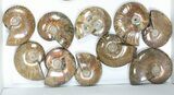 Lot: kg Iridescent, Red Flash Ammonites (-) - Pieces #82490-2